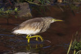 Squacco Heron