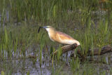 Squacco Heron