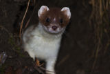 Stoat