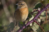 Stonechat