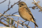 Stonechat
