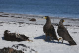 Striated Caracara