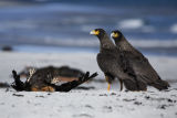 Striated Caracara