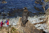Striated Caracara