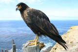 Striated Caracara