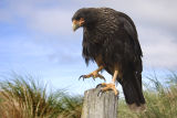 Striated Caracara