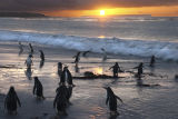 Gentoo Sunrise