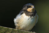 Swallow