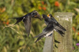 Swallows