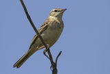 Tawny Pipit
