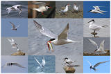 Terns