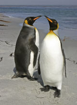 King Penguins