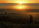 Magellanic Penguins at sunrise