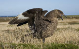 Falkland Skua