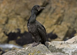 Rock Cormorant
