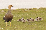 Upland Geese