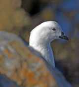 Kelp Goose