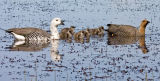 Upland Geese