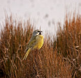 Black-throated Finch