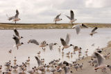 Brown-hooded Gulls