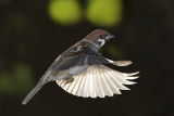 Trees Sparrow