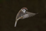 Tree Sparrow
