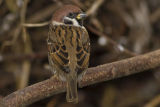 Tree Sparrow