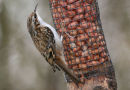 Treecreeper