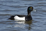 Tufted Duck