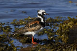 Turnstone