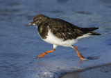 Turnstone