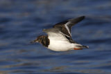 Turnstone