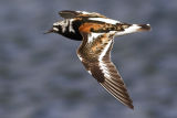 Turnstone