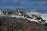 Turnstones