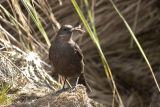 Tussock Bird