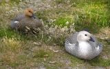 Upland Geese
