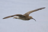 Whimbrel