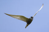 Whiskered Tern