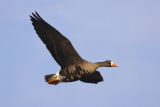 White-fronted Goose