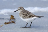 White-rumped Sandpiper