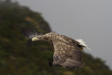 White-tailed Eagle