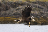 White-tailed Eagle