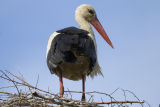 White Stork