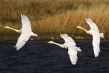 Whooper Swan