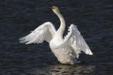 Whooper Swan