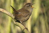 Wren