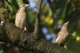 Wrynecks