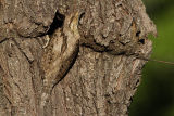 Wryneck