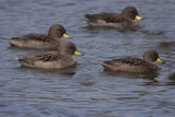 Yellow-billed Teal