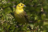 Yellowhammer